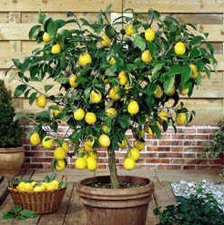 Dwarf Citrus Tree, Improved Meyer Lemon (Plant and Planter)